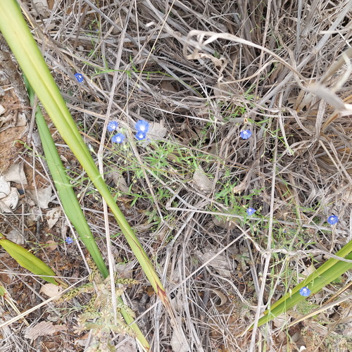 tropical speedwell