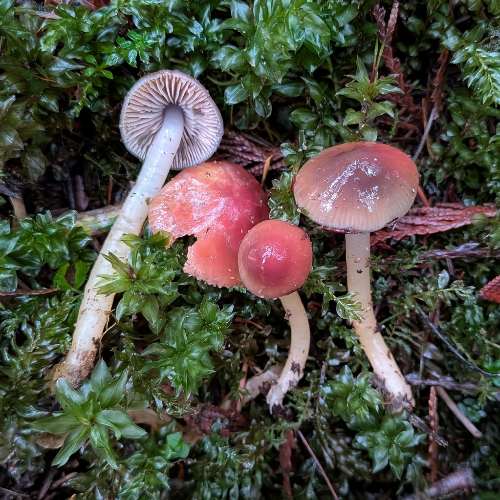 Gliophorus psittacinus · December 2025 · photo: © ssquazzo (iNaturalist, cc-by)
