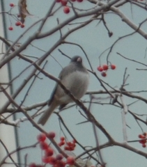 Junco hyemalis