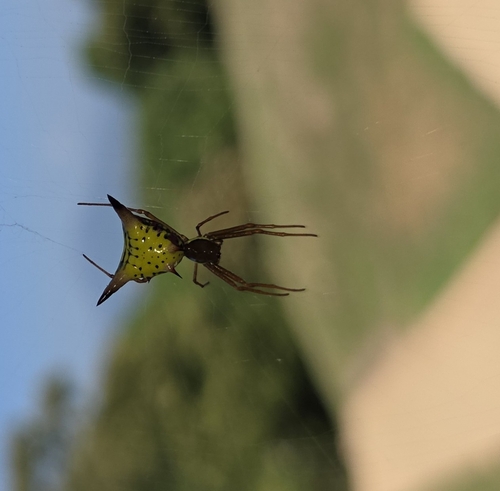 Arrow-shaped Orbweaver (Micrathena sagittata)