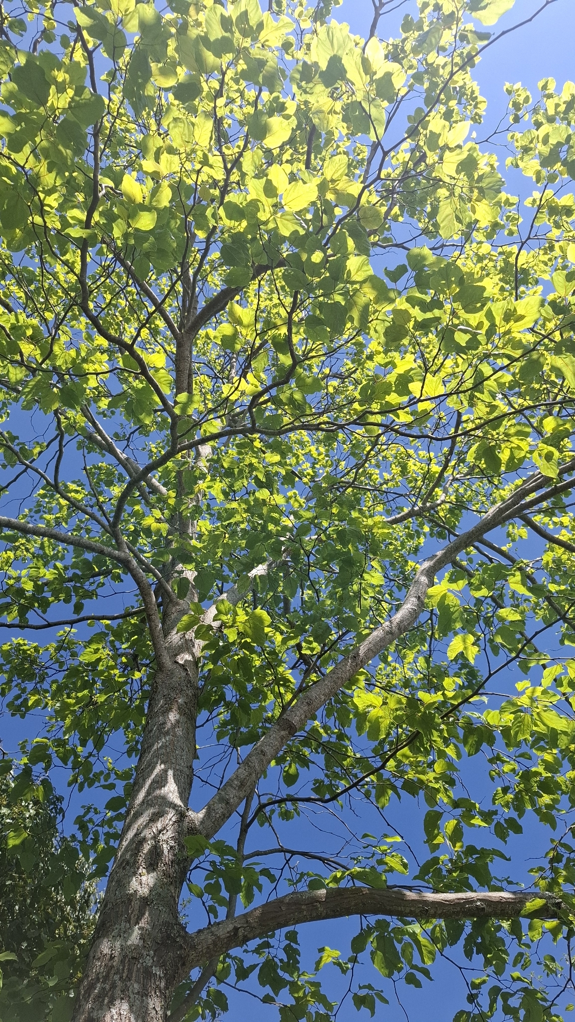 Hovenia dulcis