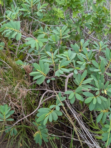 Euphorbia celastroides observed 2025-12-23