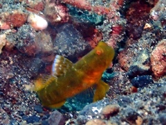 Cryptocentrus sericus