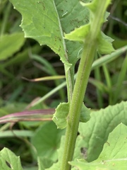 Senecio gerrardii
