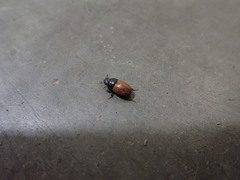 Scarabaeoidea