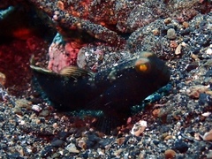 Cryptocentrus fasciatus