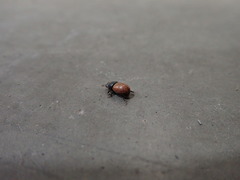 Scarabaeoidea