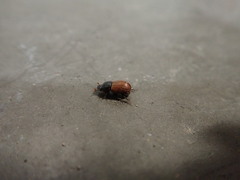 Scarabaeoidea