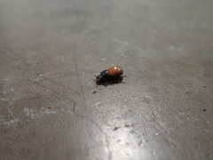 Scarabaeoidea