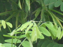 Macrogomphus parallelogramma