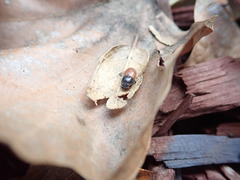 Scarabaeoidea