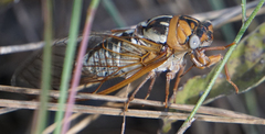 Megatibicen dealbatus
