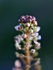Lepidium virginicum