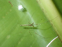 Tetragnatha hasselti