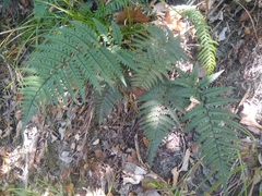 Polystichum neozelandicum neozelandicum