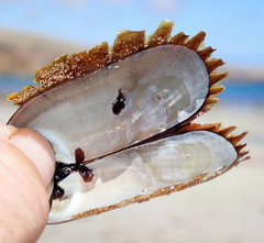 Solemya australis