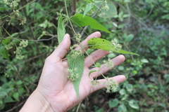 Koanophyllon longifolium
