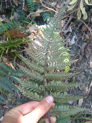 Polystichum neozelandicum neozelandicum