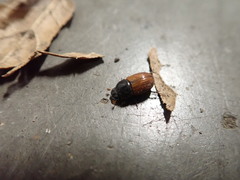 Scarabaeoidea