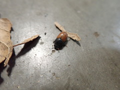 Scarabaeoidea