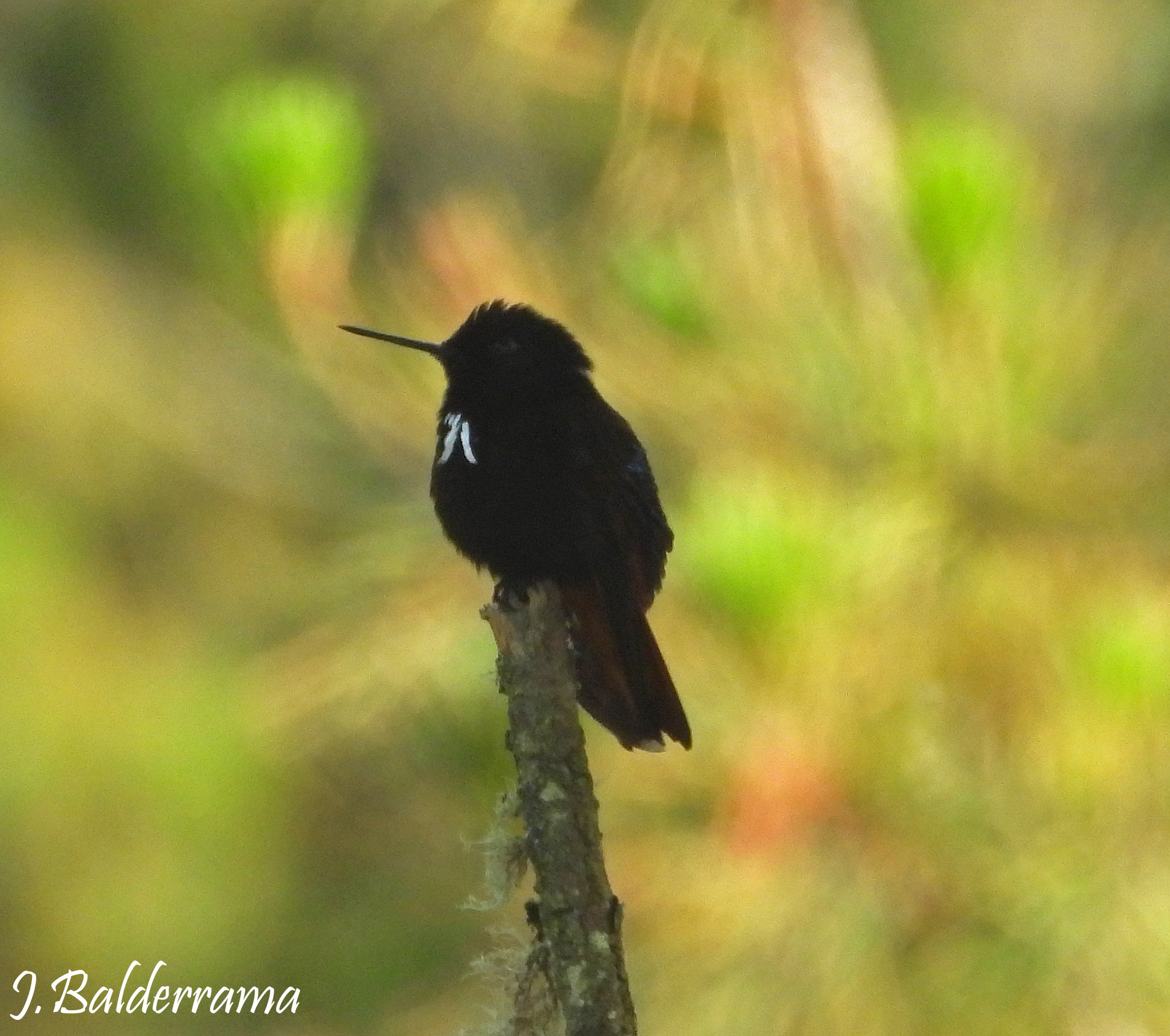 Black-hooded Sunbeam (Aglaeactis pamela), photo 5