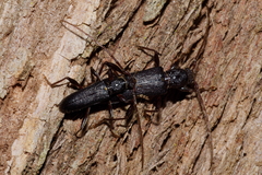 Callidiopis scutellaris