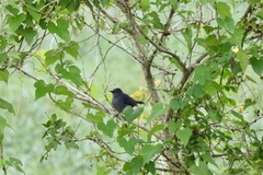 Dumetella carolinensis