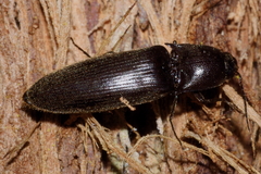 Ochosternus zealandicus