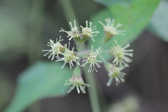 Koanophyllon longifolium