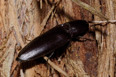Ochosternus zealandicus