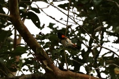 Setophaga ruticilla