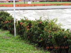 Phaethornis striigularis