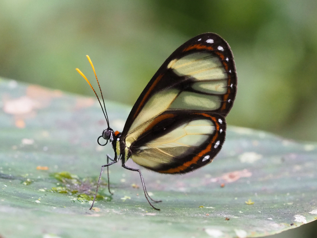 Ithomia salapia