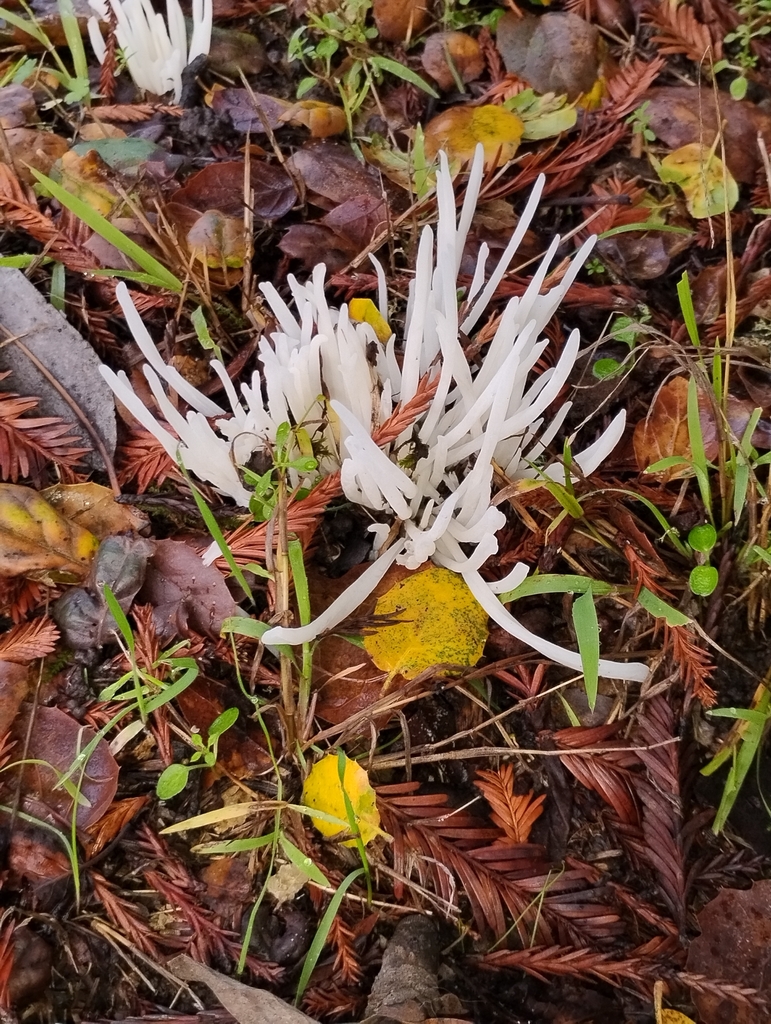 Clavaria fragilis · December 2025 · photo: © pholroyd (iNaturalist, cc0)
