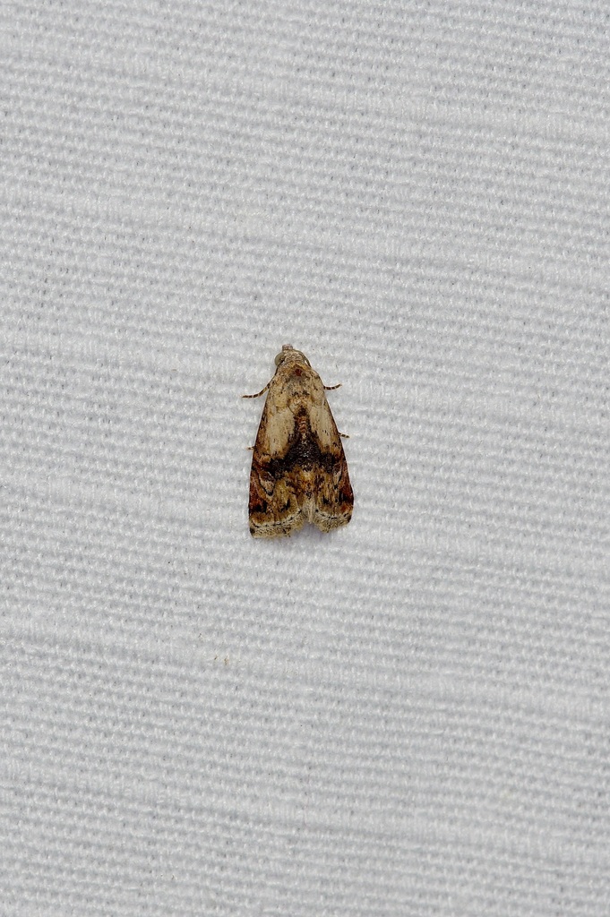 Tripudia damozela