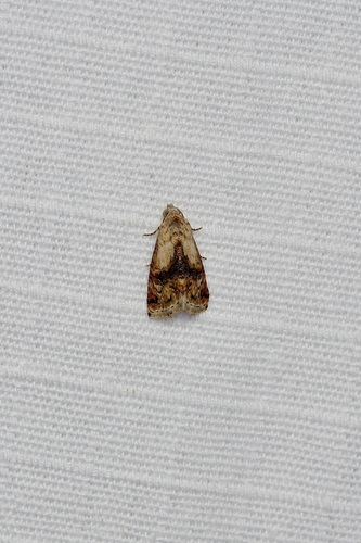 Tripudia damozela