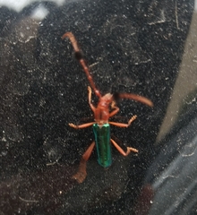 Compsocerus violaceus