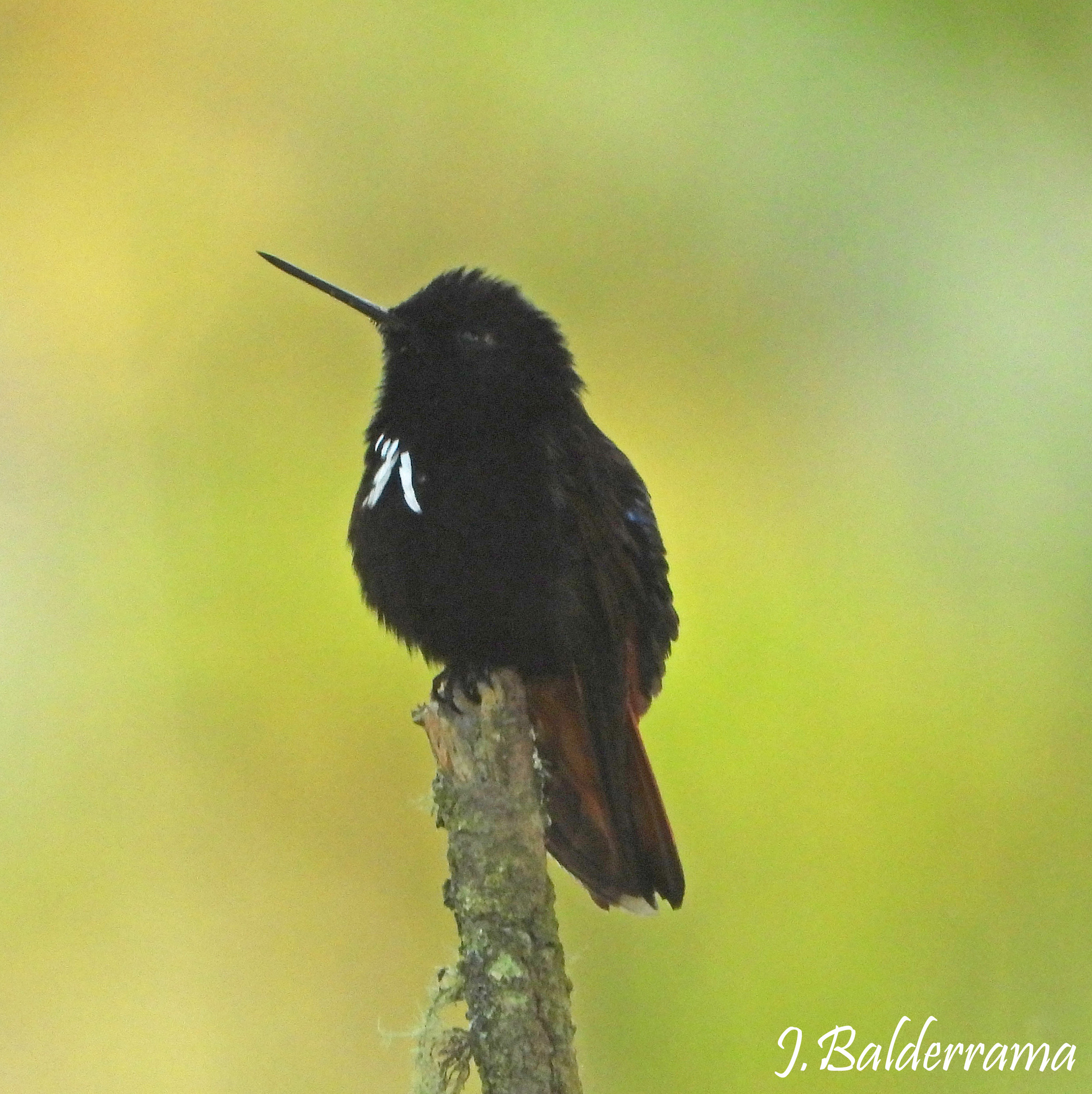 Black-hooded Sunbeam (Aglaeactis pamela), photo 6