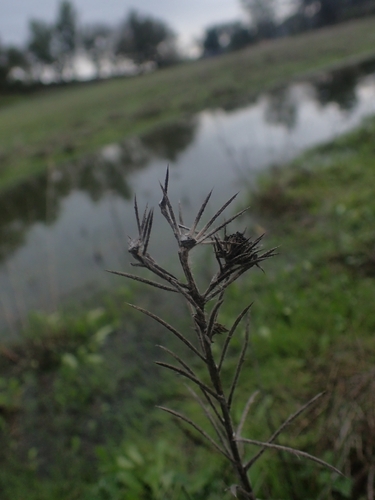 Fitch's tarweed (Centromadia fitchii)