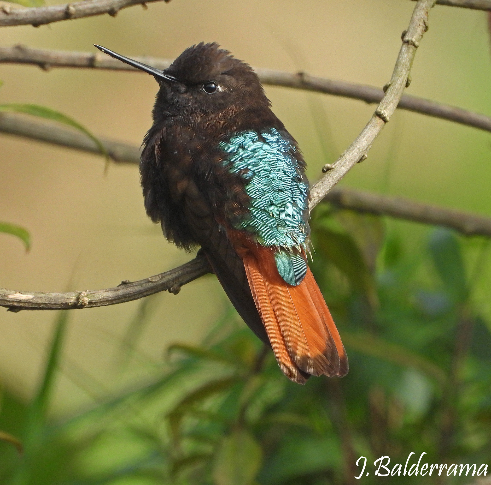 Black-hooded Sunbeam (Aglaeactis pamela), photo 3