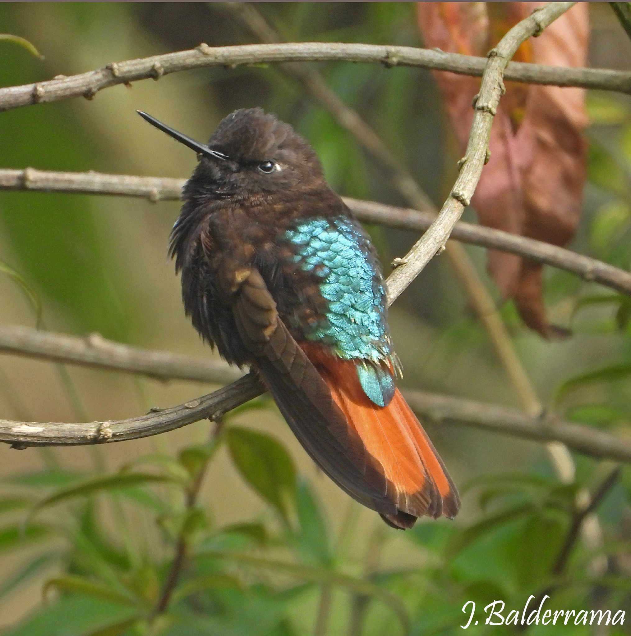 Black-hooded Sunbeam (Aglaeactis pamela), photo 4
