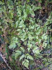 Pteris saxatilis