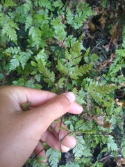 Pteris saxatilis