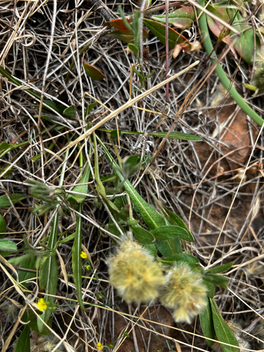 Ptilotus spathulatus, photograph 2