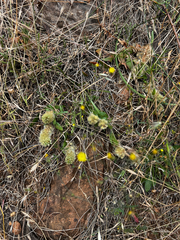 Ptilotus spathulatus, photograph (c) Alex Stuart, some rights reserved (CC BY)