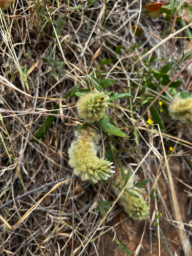 Ptilotus spathulatus