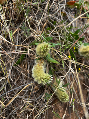 Ptilotus spathulatus