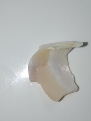 Austromactra contraria