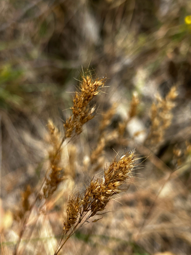 Pale Fiveawn (Pentameris pallida)