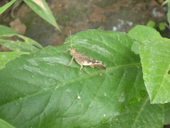 Coptacrinae